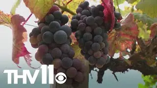 How the University of Arkansas has created a grape growing legacy