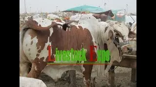 Cow Mandi 2017 | Karachi Sohrab Goth Mandi 2017 Video 1