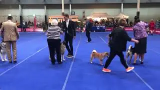 Shikoku winning best in group @ dogshow Maastricht The Netherlands