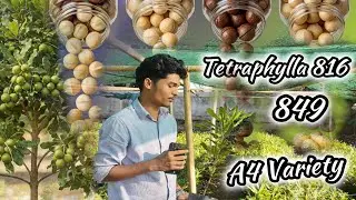 Macadamia Nut Farming India | Macadamia Nut Plants Nursery Price | #macadamia #macadamianuts