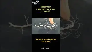 Ribbon Worm | is the Alien Worm just landed in the earth?
