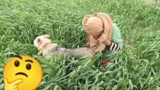 Just play dogs video 🥰