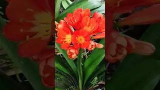 #shorts, #Clivia nobilis