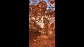 🍁Autunno a Monte Autore #lazio&nbsp;#trekking&nbsp;#monteautore #landscape #autumn