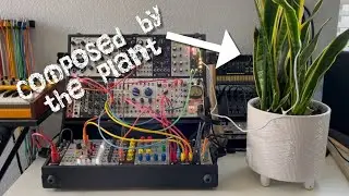 Who Knew a Snake Plant Could Sing? (bioelectric experiment #1)