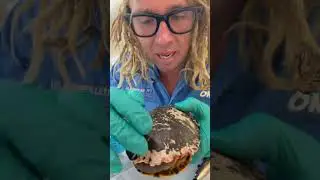 Turtle Shell Repair with Dental Fillings #wildlife #repairing #turtle