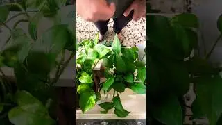 plant jam  #drums #drum #drumbeats #drumsdrums #music  #bodypercussion #percussionist #plants