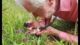 Self-heal with John Feehan in July, Wildflowers of Offaly series