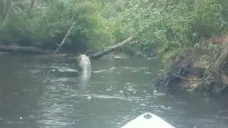 Pinelands Adventures - Kayaking in New Jersey's Pine Barrens
