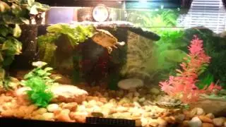 Aquatic turtle tank set up