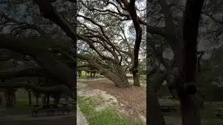 The best park entrance in Florida for Live Oak trees