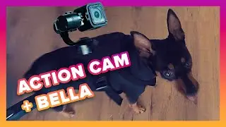 What Does Bella the Min Pin See
