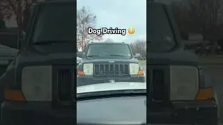 Wait For It! #crazy #dog #driving #scary #pets #dogs #funny #prank #pranks #doglover #explore #fyp