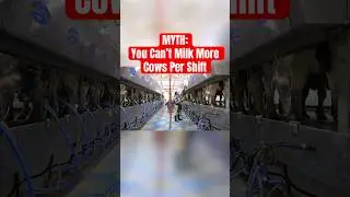 How This Dairy Milks MORE Cows per Shift