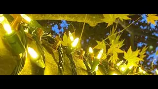 Do I save time using TREE-Z&reg; Wrap?  Just take a look!