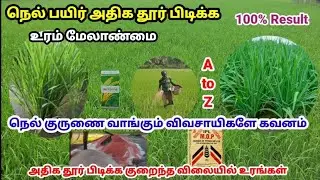 நெல் பயிர் அதிக தூர் பிடிக்க முதல் உரம் மேலாண்மை | Paddy Fertilizer Management |Tamil |நெல் விவசாயம்