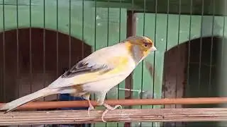 Beautiful canary tweets 