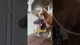 Have you ever painted your horse's shoes? 💅🏻😂 #equestrian #horse #horses #pony #pferde #funny