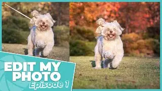Edit My Photo Episode 1 - Creating a Colourful and Vibrant Background / Learn Pet Photography