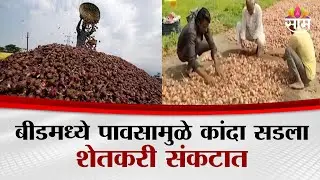 बीडमध्ये पावसामुळे  कांदा सडला, शेतकरी संकटात | Beed Farmer News