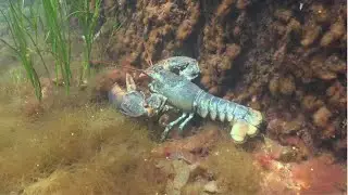 Why do Lobsters Change Their Shells Through Molting?