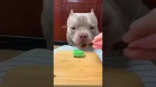 Not enough to eat😂😂😂 #dogsoftiktok #fyp #dog #pet #foryou