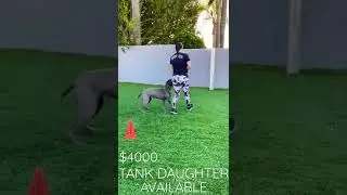 TANK DAUGHTER AVAILABLE!