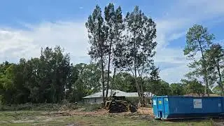 Felling Australian pines and then forestry mulching them up