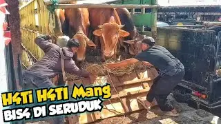 AWAS DISERUDUK..!!BIKIN NGILU LIHAT SAPI TURUN DARI TRUCK..!! Pasar Hewan Tanjungsari -Sumedang
