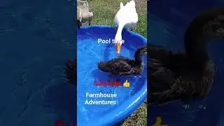 ducks #ducksswimminginpond #ducks #farmyard #farmlife #chicks #pato #ducky #video #viral #homestead