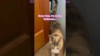 Every time I&rsquo;m in the bathroom&hellip; #bathroom #cute #kitten #funny