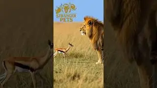 Never Wake a Sleeping Lion