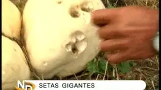 SETAS GIGANTES. NAVARRA DIRECTO ETB2