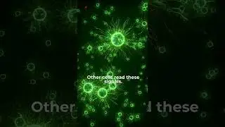 Cells Talk Without Touching