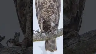 The brown snake eagle