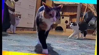 #740 Diana and Venus 🤣 Happy cats playing