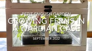 Growing Ferns in the Wardian Case
