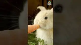 Cute Bunny Eating Carrot 🥕🐇