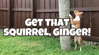 Get That Squirrel, Ginger! // Barooboos &ldquo;Dog Vlog&rdquo; Episode 4