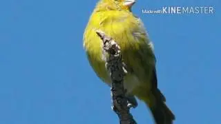 Algunas aves del uruguay