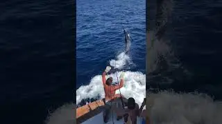Big Blue Marlin - End Game - Oregon Inlet, Outer Banks #sportfishing