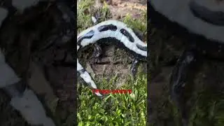 Unique pattern on marbled salamander @dayhikingandherpingdudes