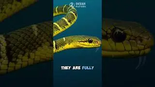 Sea Snake | Venomous Swimmer of the Ocean