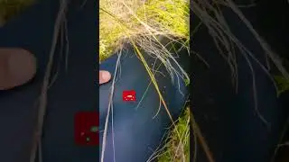 Search for lost objects in the field. #hobby #cleaning #relaxationmethods