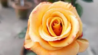 Rose plant care January month जनवरी में गुलाब की देखभाल कैसे करें