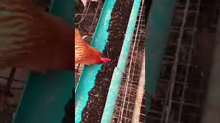 BSF lava poultry feed