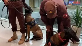 CMAC provides two anti-terror dogs for Prince security service