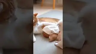A Puppy Brought a Tiny Blanket &mdash; and the Cuteness Melted Hearts #puppies #cute #pets