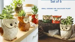Ceramic Owl Succulent Plant Pot Ideas Indoor Activities   How To Plant A Succulent Garden 2021