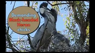 INTERESTING BIRD BEHAVIOUR: Demanding BLACK-HEADED HERON chicks